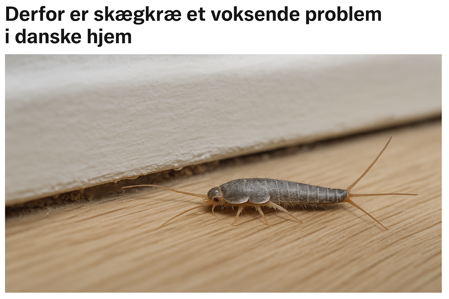 Derfor er skægkræ et voksende problem i danske hjem